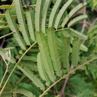 Senegalia lankaensis (Kosterm.) Ragup., Seigler, Ebinger & Maslin